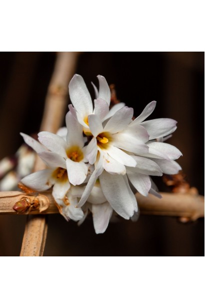 Білі квіти Абеліолистник дворядний крупним планом